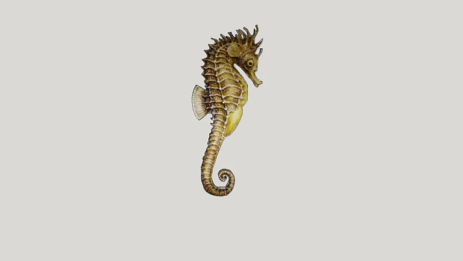 seahorse