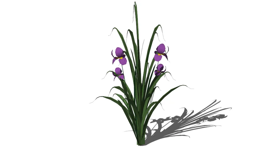 Moreia roxa