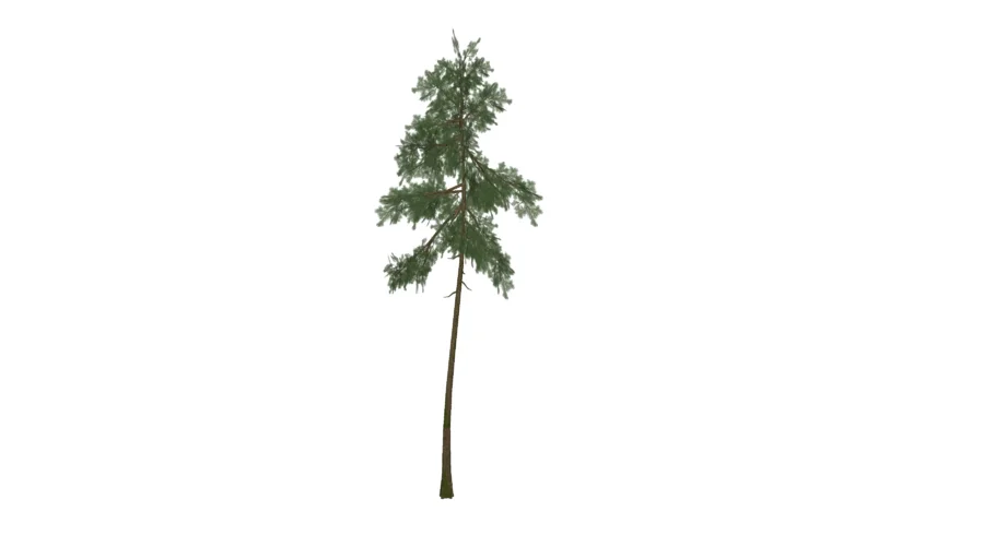 Eucalipto