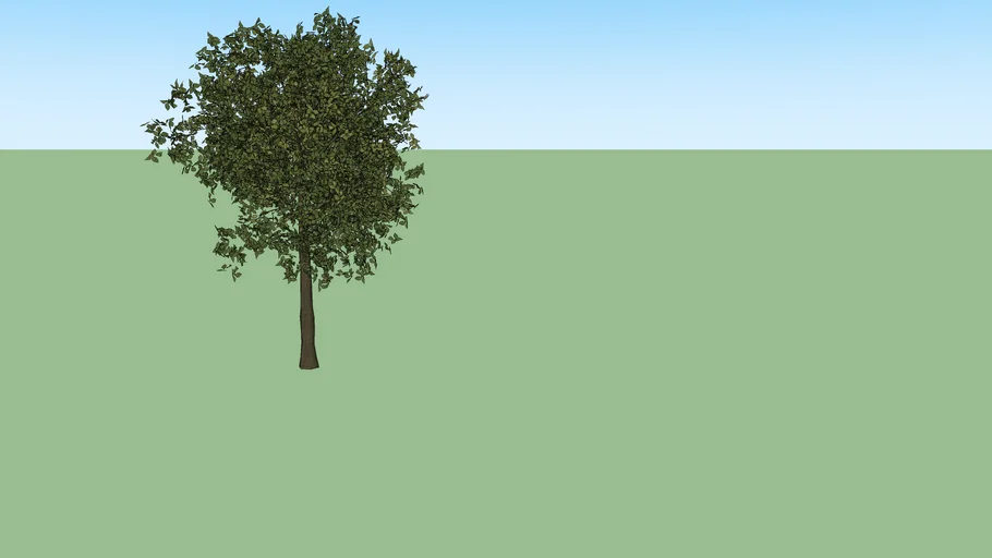 Ficus Tree