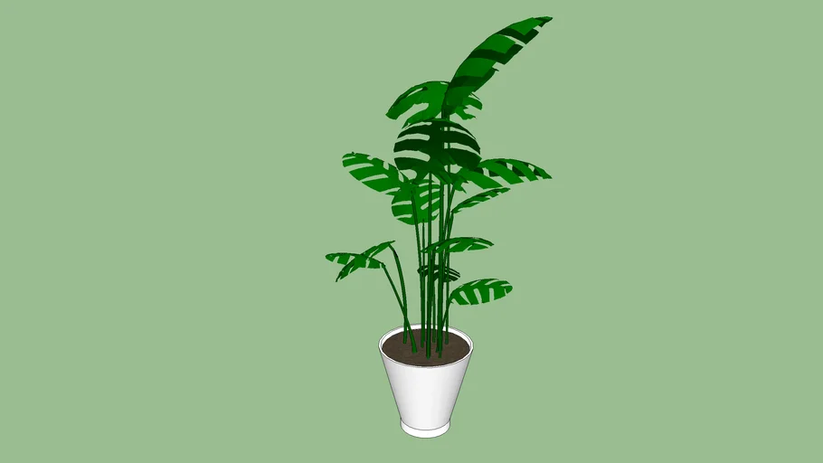 philodendron hastatum pflege Philodendron hastatum 'Silver Queen' – Sprouts of Bristol main image 1