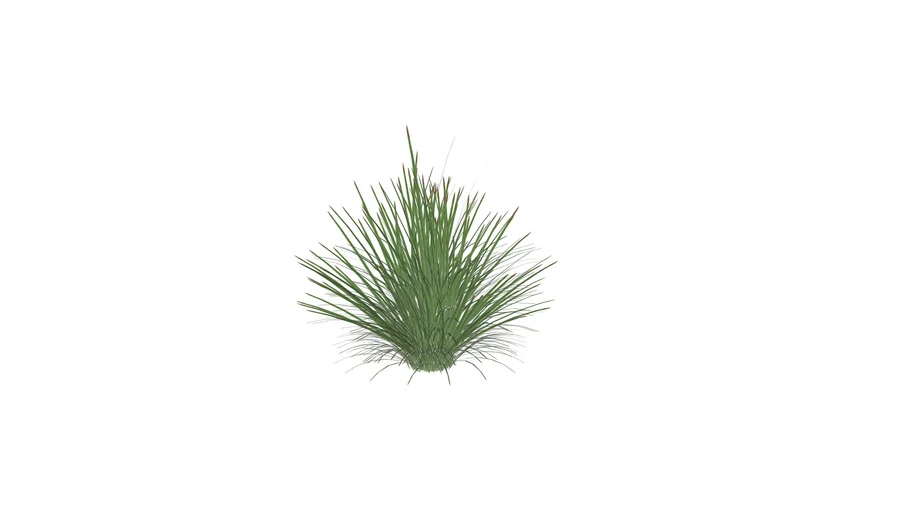 Ornamental Grass