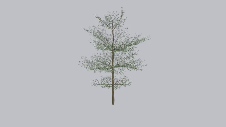 Terminalia mantaly ii