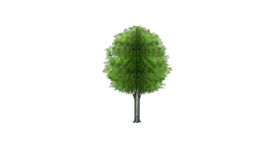Arvore 3D