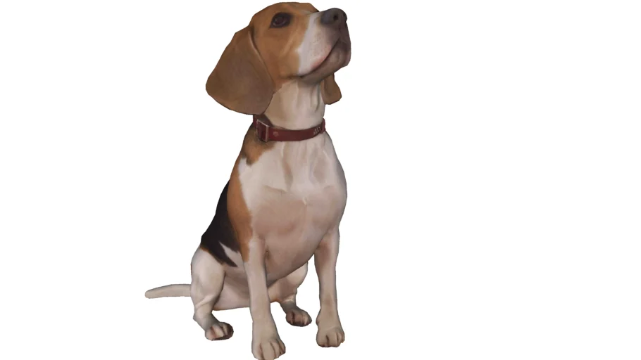 DOG, PERRO, CANINO