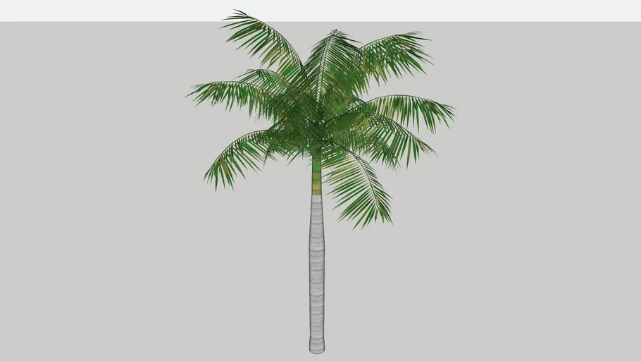 large Palm tree