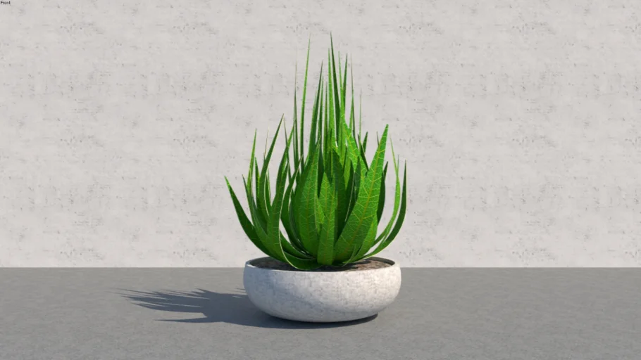 Indoor Tropical Plant (Green Flame)