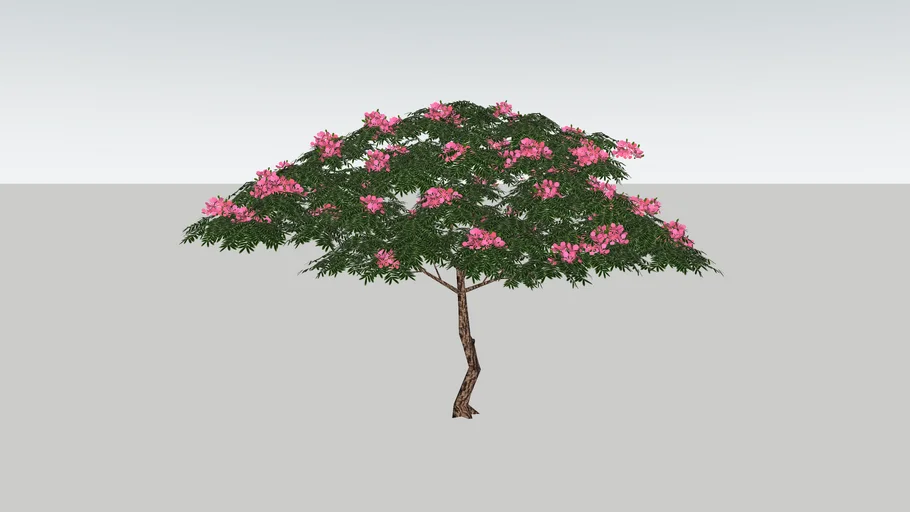 Flamboiã rosa