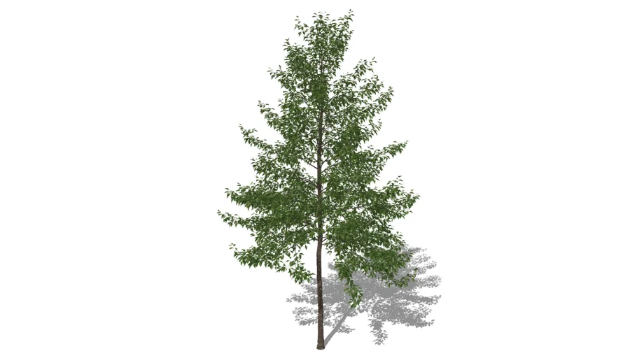 3D Black Gum Tree Myssa sylvatica