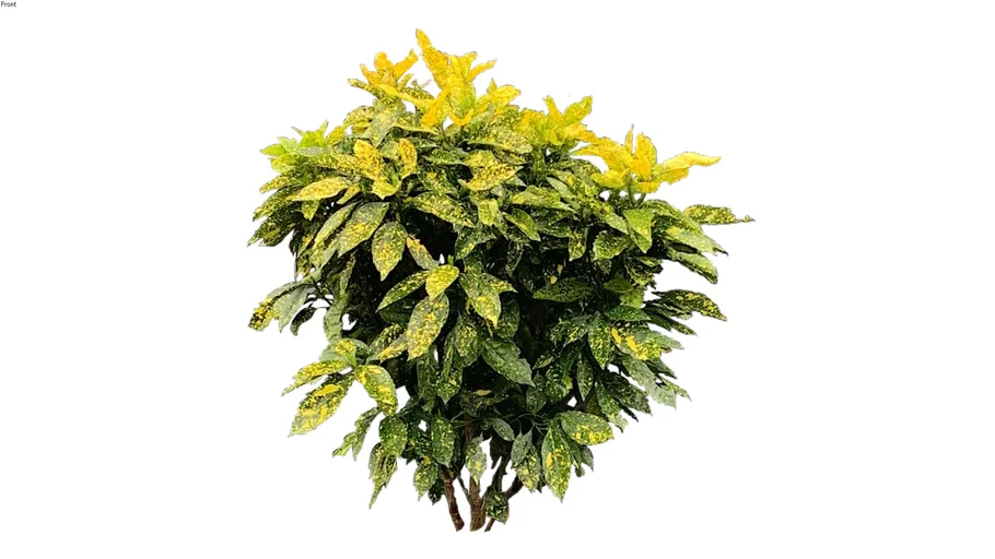 Aucuba japonica 'Crotonifolia'