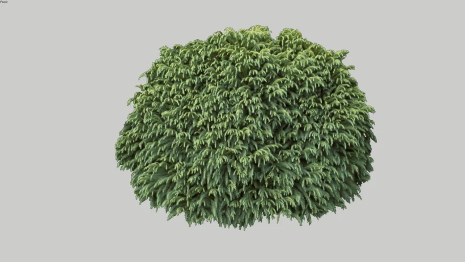 SHRUBS D