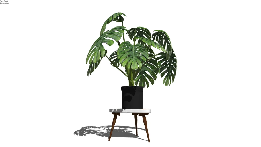 Planta tanaman pot 2 Monstera