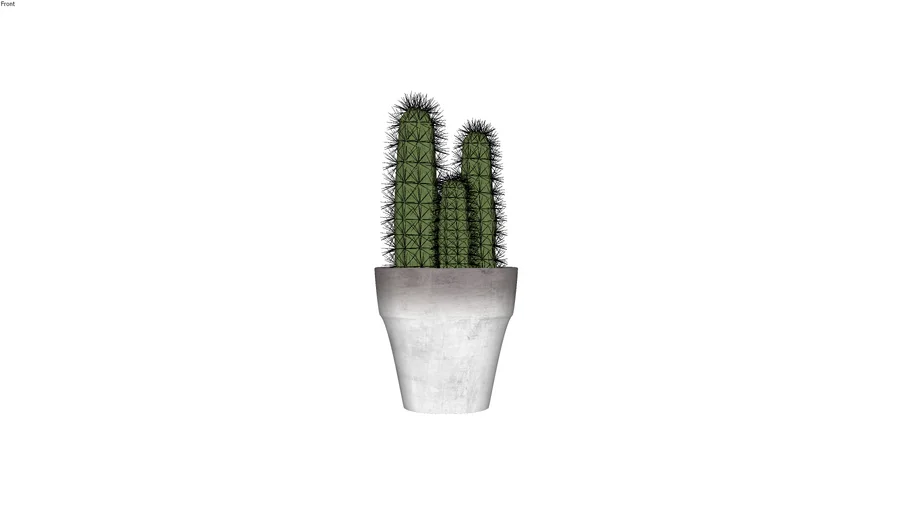 PLANT - CACTUS - CHẬU XƯƠNG RỒNG
