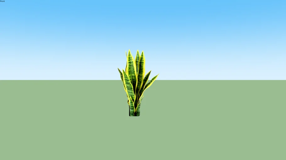 Sansevieria - Lidah Mertua (02)