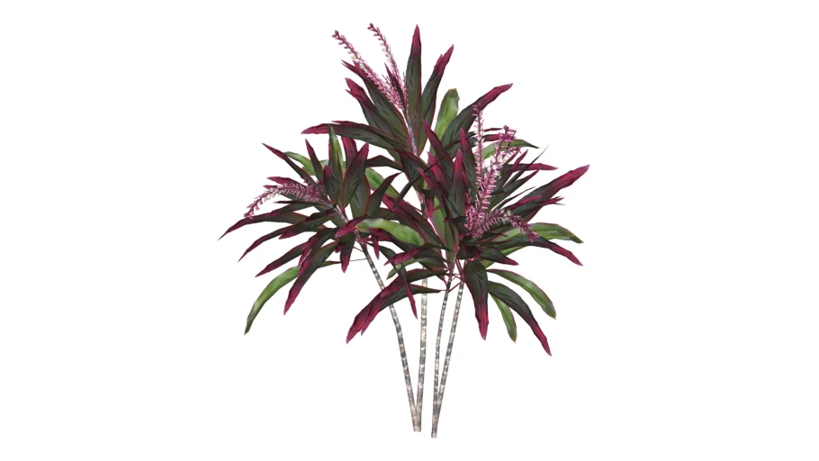 Paisagismo_Dracena-vermelha (Cordyline terminalis)
