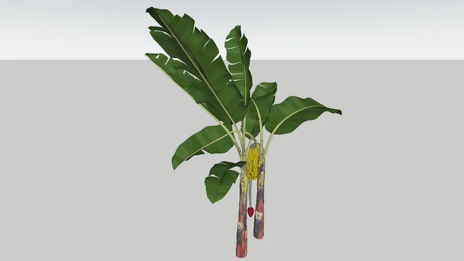 BANANEIRA