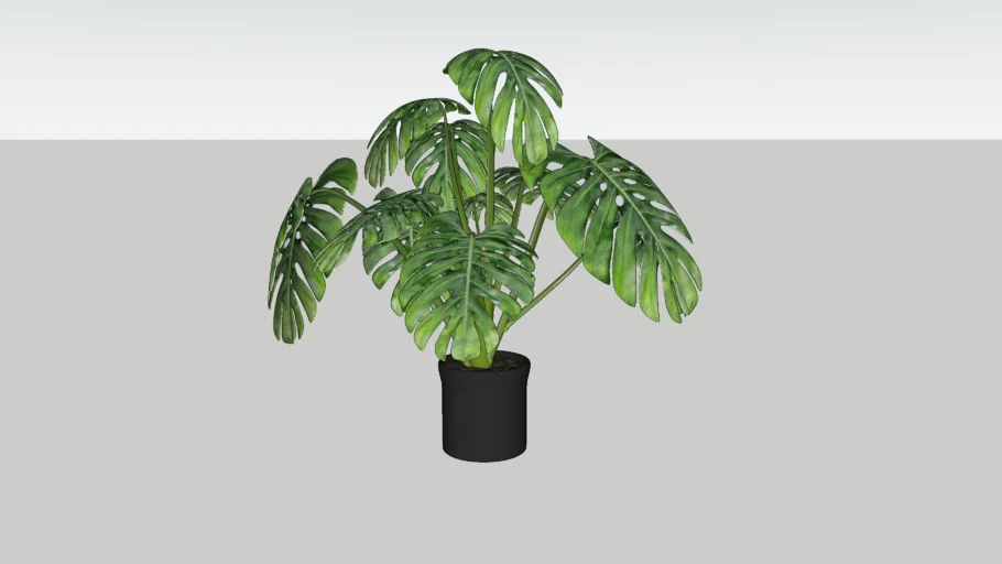 Monstera Plant