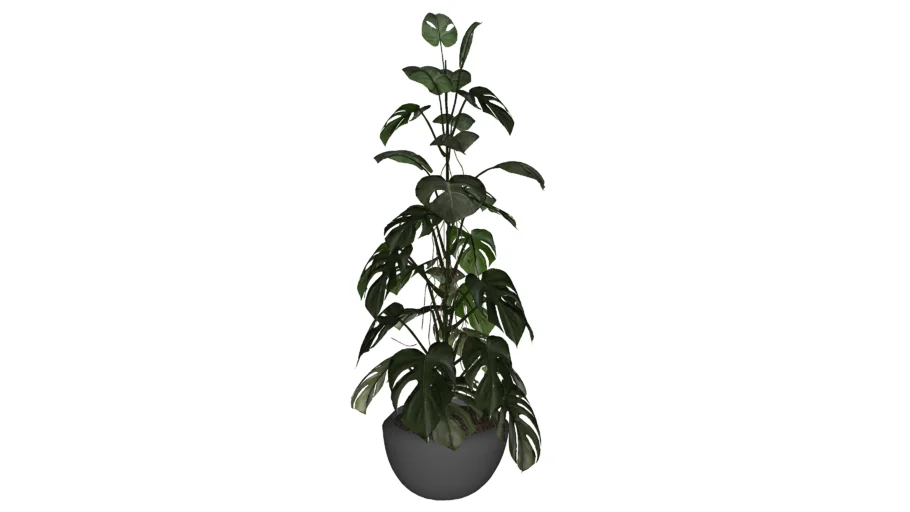 Monstera