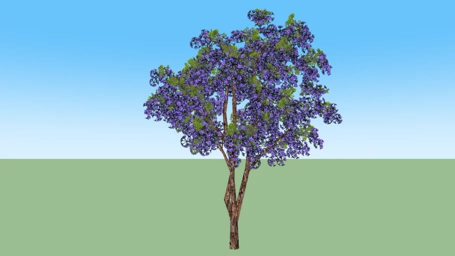 Jacaranda