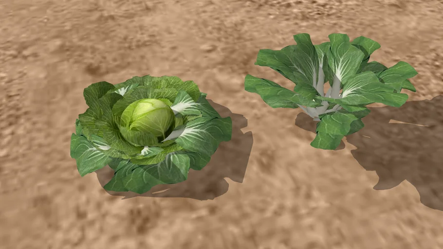 Cabbage