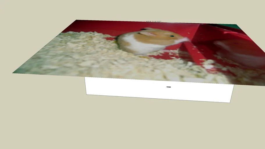 hamster