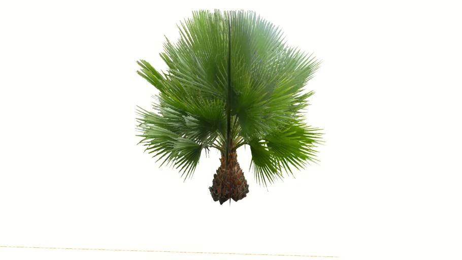 palma washingtonia