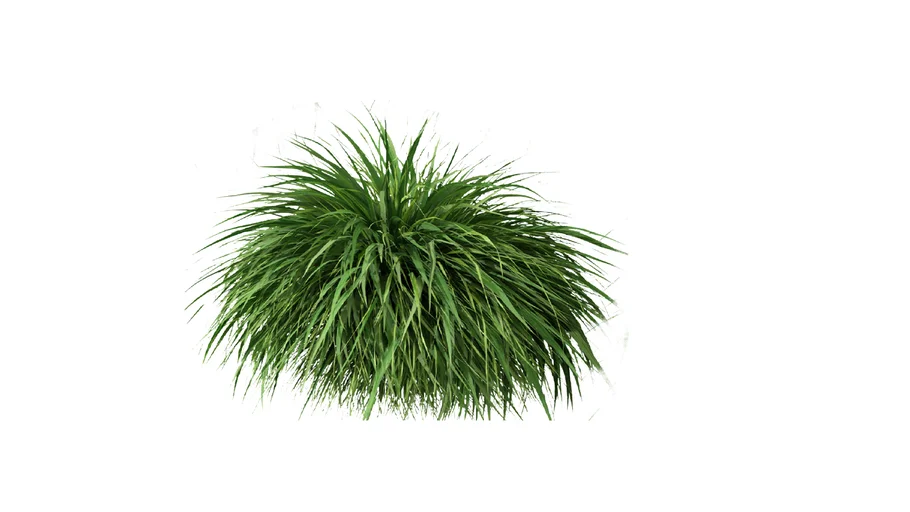 Hakonechloa macra - Japanese Forest Grass