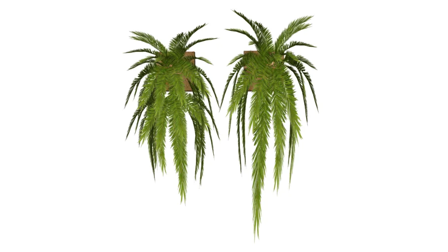 Plantas Colgantes