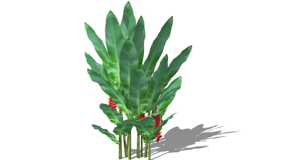 Heliconia (Pisang2an)