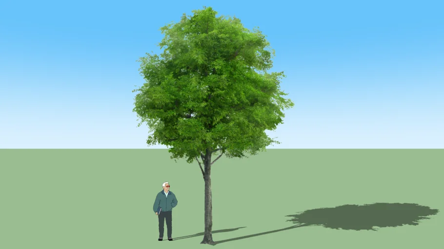 NEEM TREE+Azadirachta indica