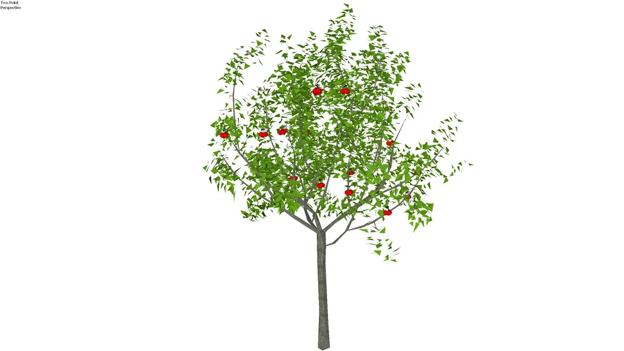 Malpighia glabra - Aceroleira