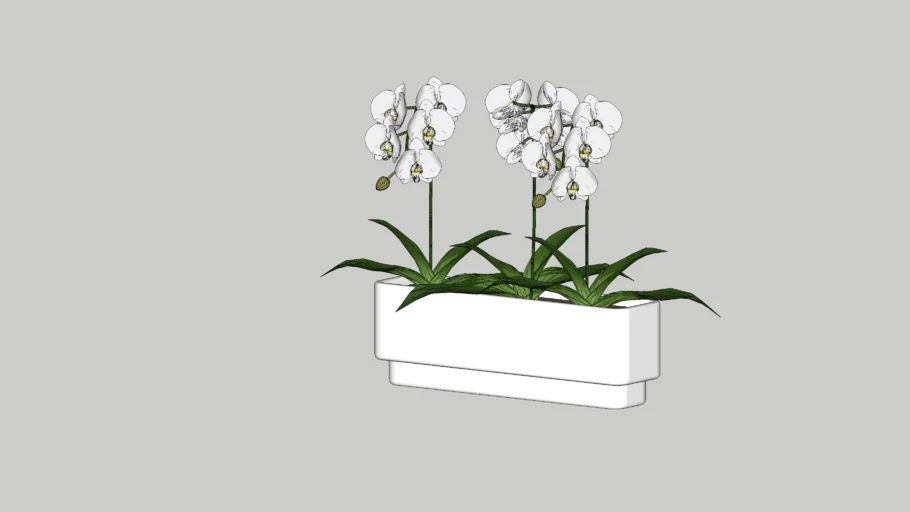 orchid