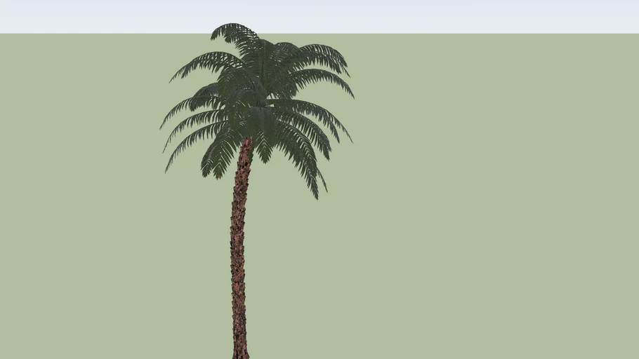 Palmera