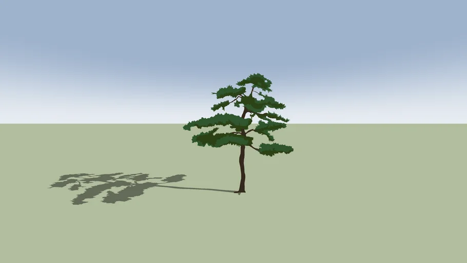 黑松（Pinus thunbergii Parl.）