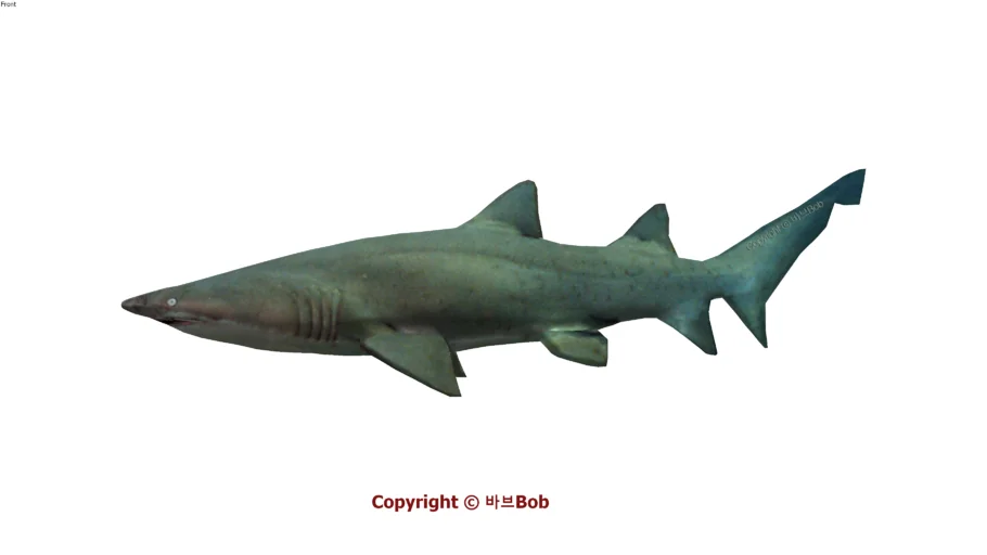 3D shark
