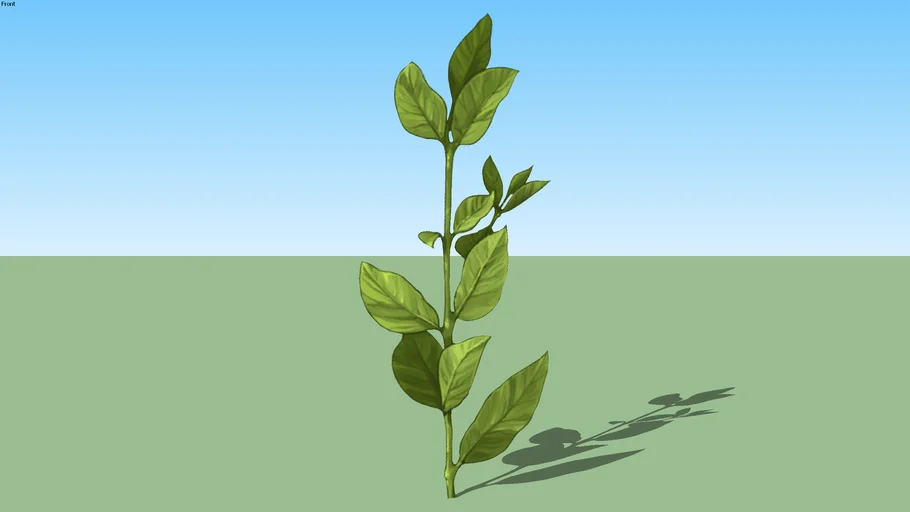 branch01f-a