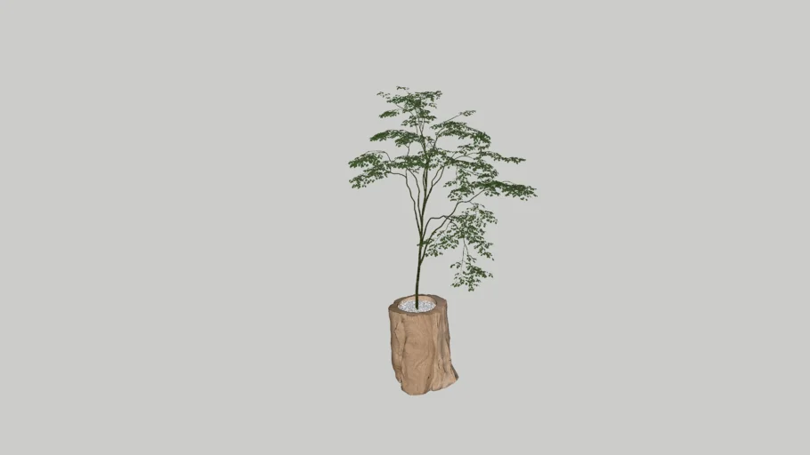 Wabi Sabi Plant