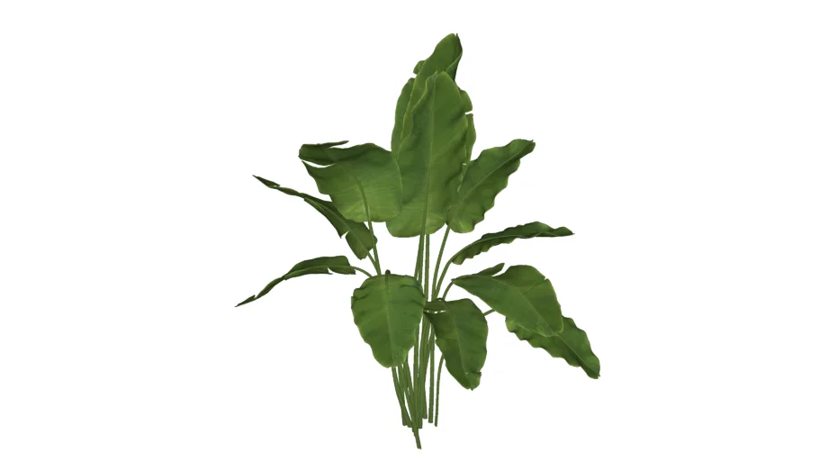 BANANEIRA ORNAMENTAL (MUSA ORNATA)