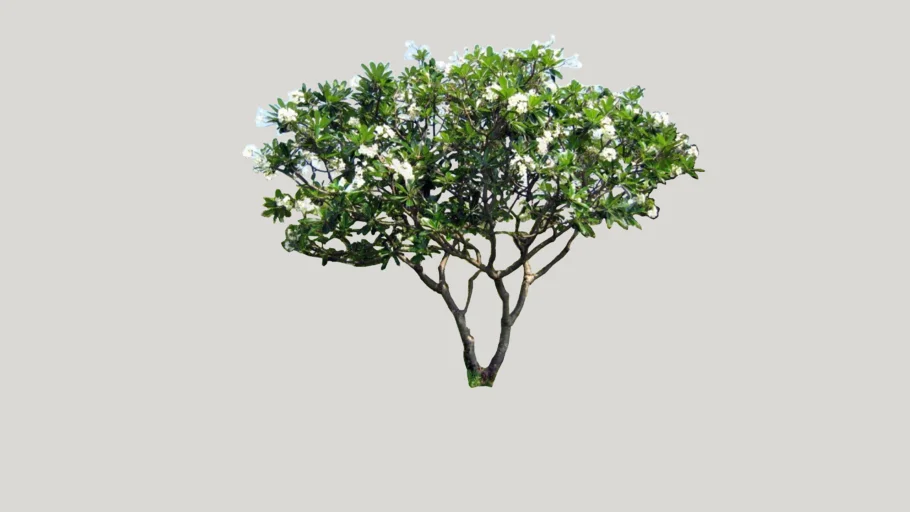 Plumeria Tree