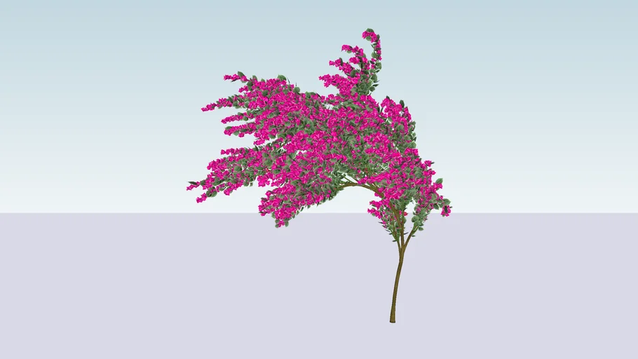 Buganvilla-spectabilis-arbol 10