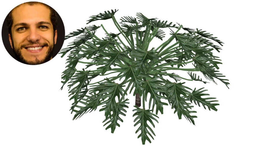Philodendron Xanadu Filodendro Imbé Xanadu