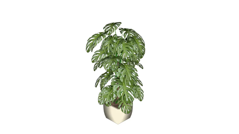 Monstera | 3D Warehouse
