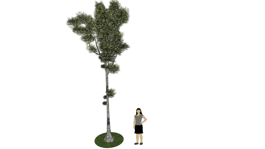 pohon