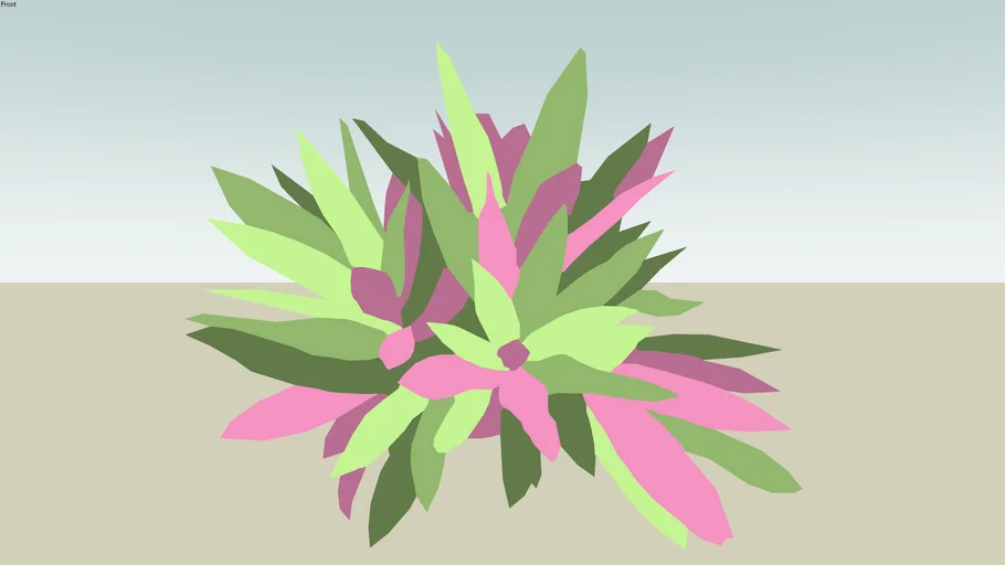 Rhoeo spatacea