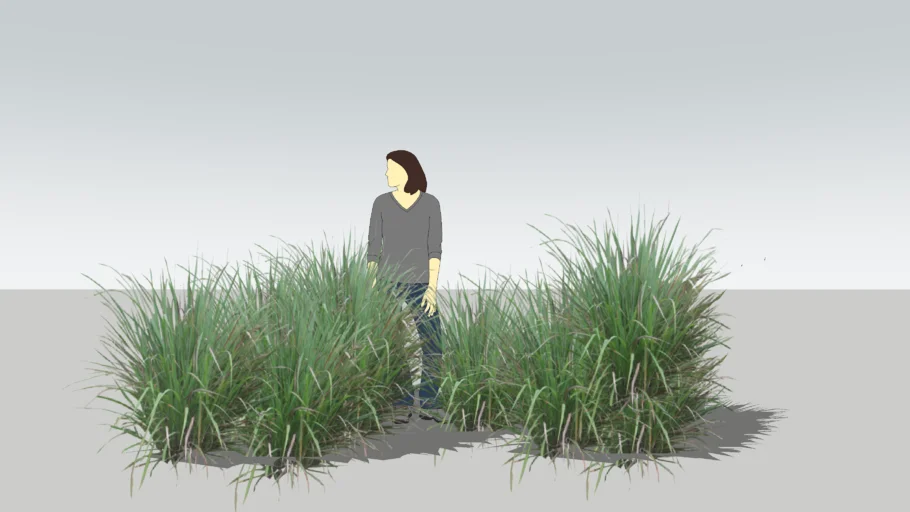 lemon grass, Cymbopogon citratus