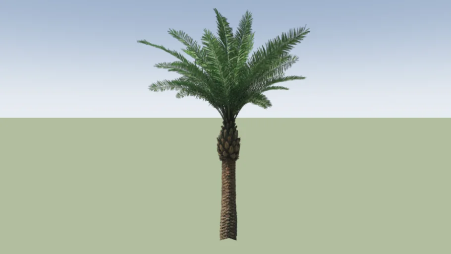 Date Palm Tree