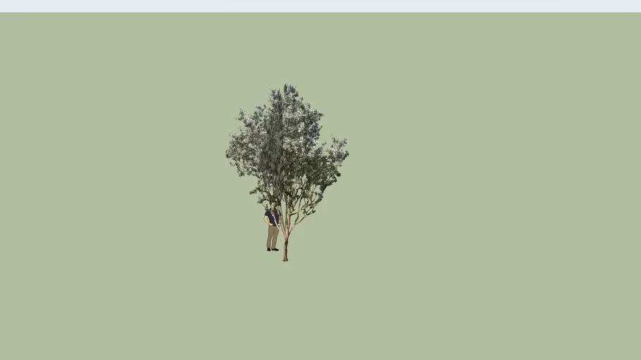 SILVER-LEAVED BUTTON TREE