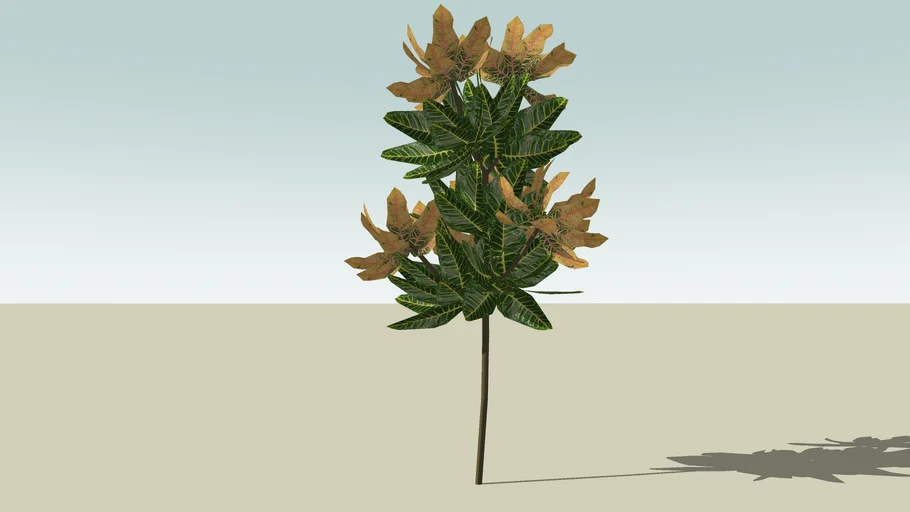 Croton green and yellow