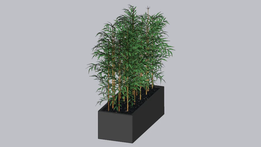 Bamboo_Plants