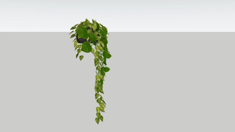 hanging plant